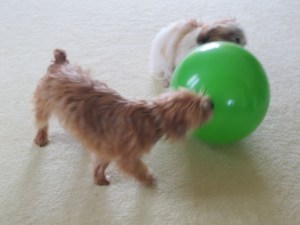 Kiddos are gone. Volleyball is too hard for the dogs, so we're going with soccer instead.